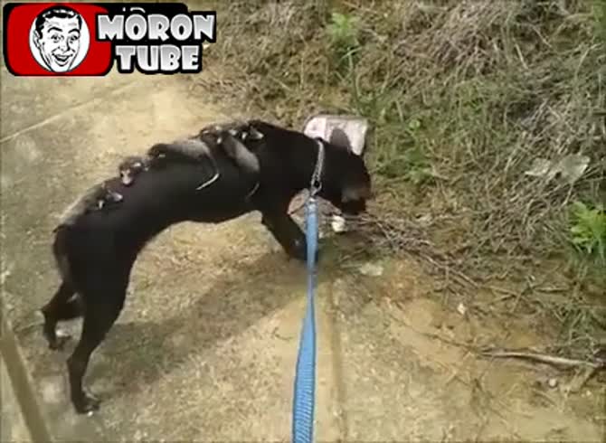 Video :A dog takes in newborn possums